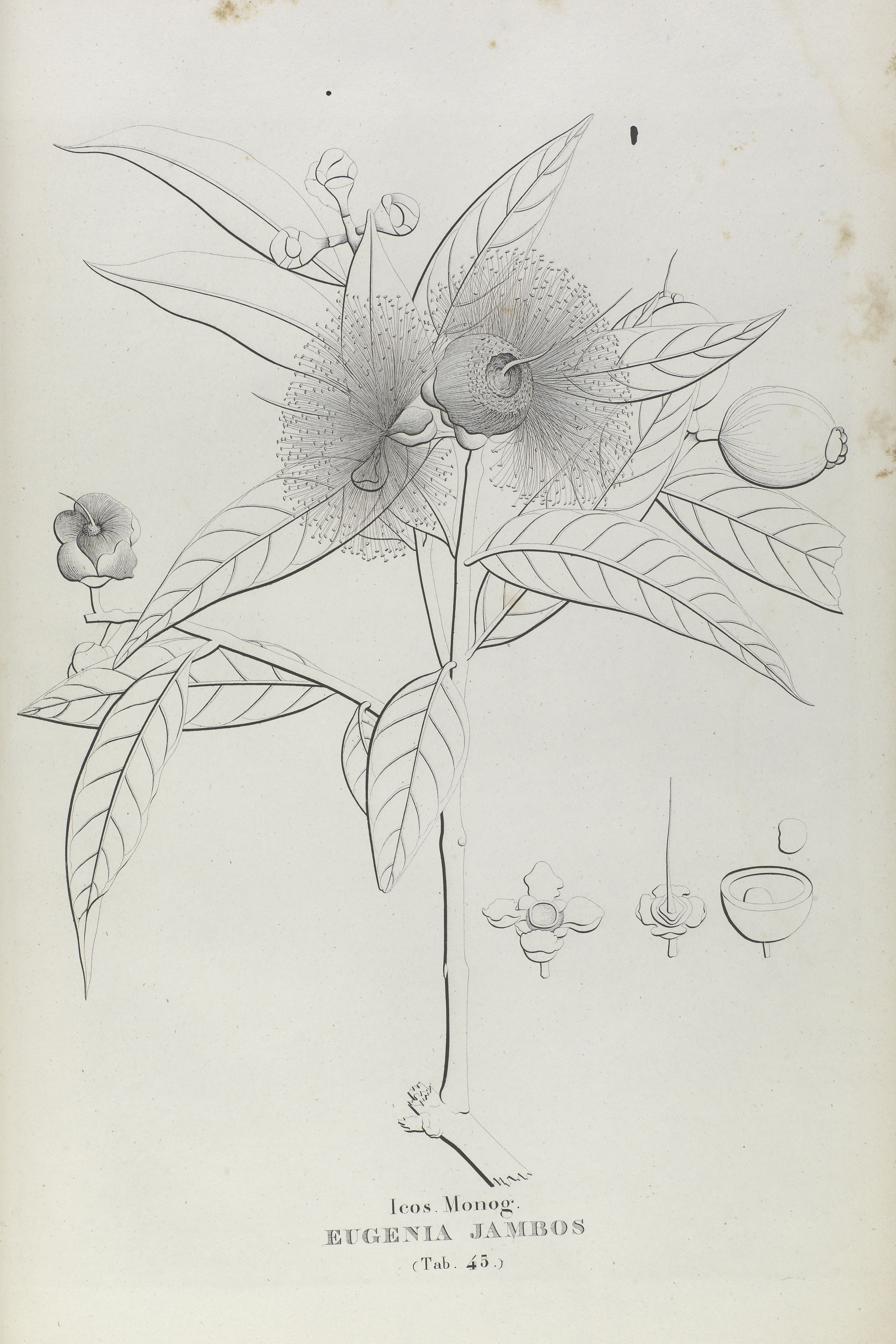 Eugenia Jambos. Em: VELLOZO, José Mariano da Conceição. Florae Fluminensis: icones nunc primo editur. Rio de Janeiro: Off. Lith. Senefelder, 1825-1827. OR 2687