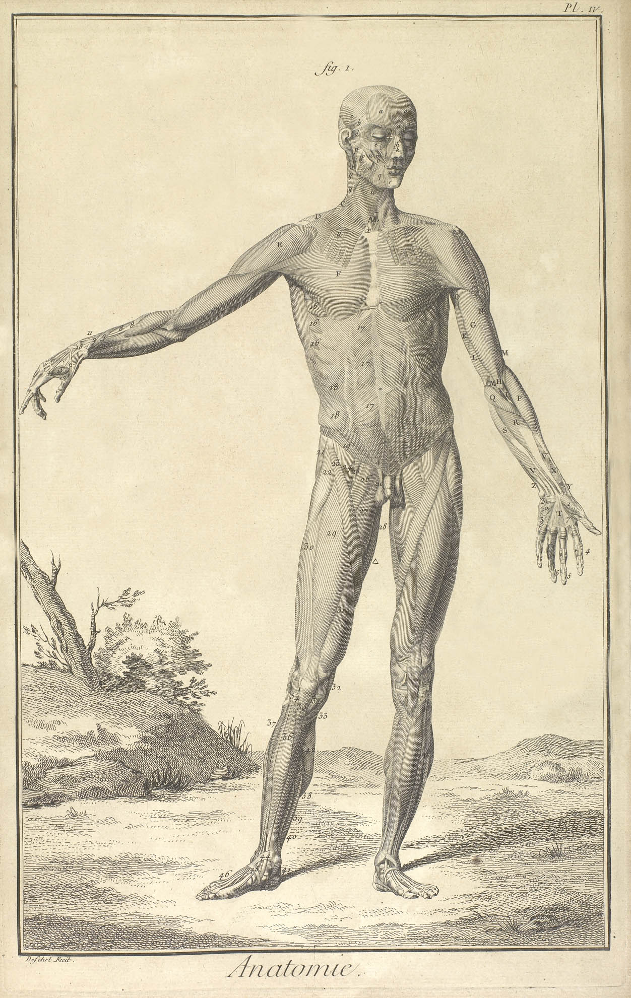 Anatomia muscular humana. Em: Denis Diderot; Jean-Baptiste Lerond d'Alembert. Encyclopédie... Paris: Briasson, 1751-1780. Vol. 1, 2ª. parte, pl. 4. OR 1896